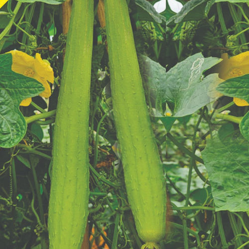F1 Hybrid Sponge Gourd Sharda White seed variety